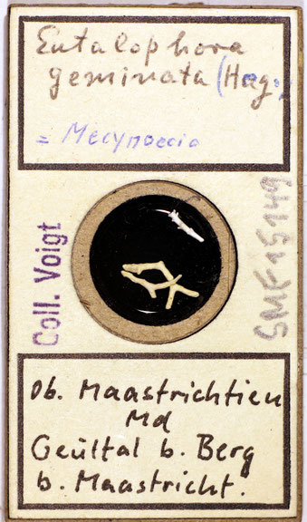 Senckenberg, Bryozoa, Bryozoen, Moostierchen, Sammlung Voigt