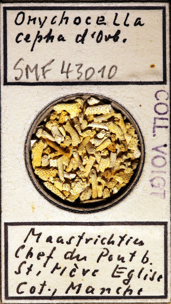 Senckenberg, Bryozoa, Bryozoen, Moostierchen, Sammlung Voigt