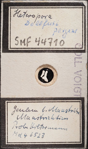 Senckenberg, Bryozoa, Bryozoen, Moostierchen, Sammlung Voigt