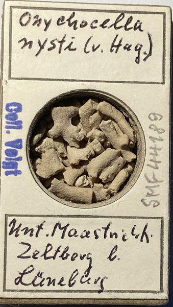 Senckenberg, Bryozoa, Bryozoen, Moostierchen, Sammlung Voigt