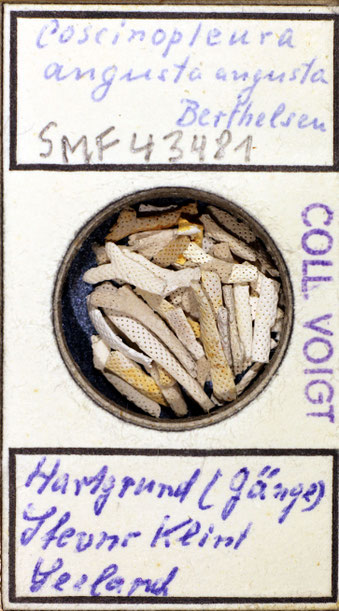 Senckenberg, Bryozoa, Bryozoen, Moostierchen, Sammlung Voigt