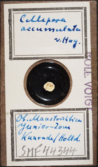 Senckenberg, Bryozoa, Bryozoen, Moostierchen, Sammlung Voigt