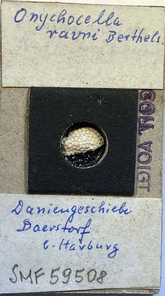 Senckenberg, Bryozoa, Bryozoen, Moostierchen, Sammlung Voigt