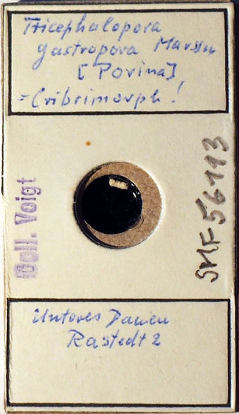 Senckenberg, Bryozoa, Bryozoen, Moostierchen, Sammlung Voigt