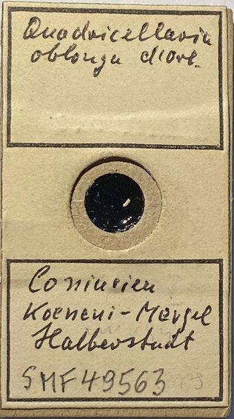Senckenberg, Bryozoa, Bryozoen, Moostierchen, Sammlung Voigt