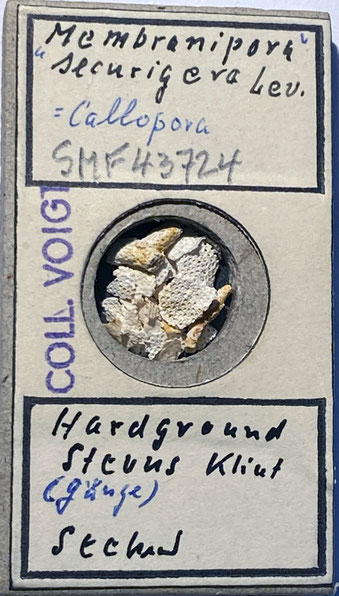 Senckenberg, Bryozoa, Bryozoen, Moostierchen, Sammlung Voigt