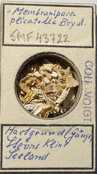 Senckenberg, Bryozoa, Bryozoen, Moostierchen, Sammlung Voigt