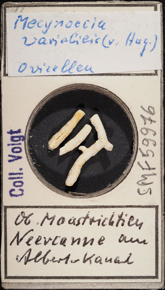 Senckenberg, Bryozoa, Bryozoen, Moostierchen, Sammlung Voigt