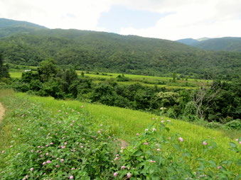 山裾の水田（10月27日）。