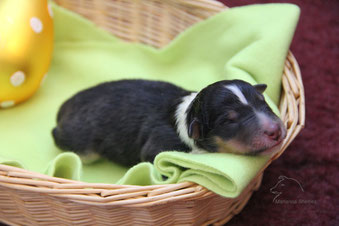 Frohe Ostern wünschen die Marianna-Shelties!