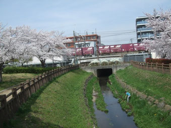 満開の桜の奥に貨物列車が走る
