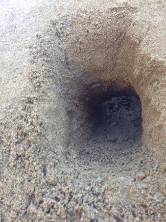 kopf im sand, hardtrends, softtrends, Ausreden, unterscheiden