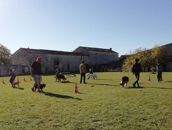 1 Séance d'education canine avec 6 chiens. Ils marchent en laisse en formant un cercle sur le terrain d'education canine de coach canin 16 en charente