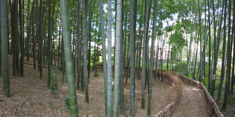 南沢湧水群 竹林公園