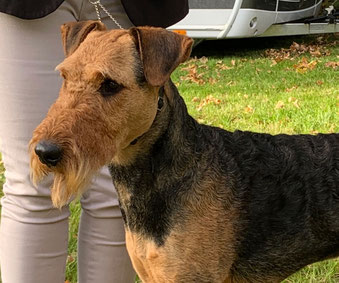 Fausto  Leonardo vom Juratal (Leo)