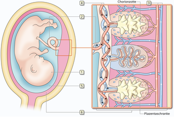 Versorgung des Embryos, Stoffaustausch zwischen dem fetalen und maternalen Blutkreislauf, Illustration