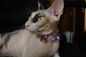 Nacktkatze Sphynx