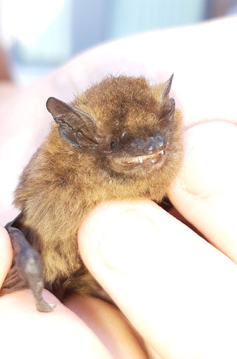 Zwergfledermaus im Flug