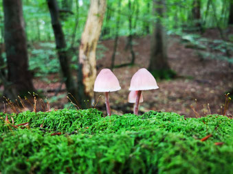 Herbst im Billetal ©