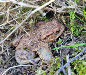 Erdkröte im Strassengraben, Foto: Silke Mora 