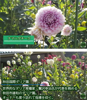 花かご作りの花選び