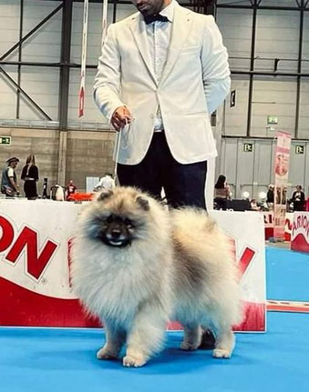 Keeshond Wolfsspitz old type dog shows health