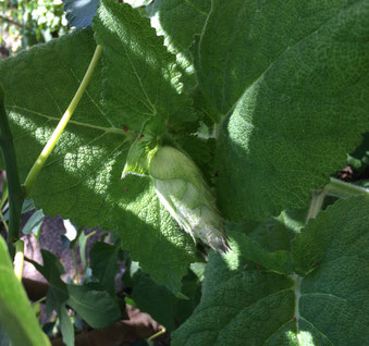 Die Knospe des Musaktellersalbeis vor der Blüte.