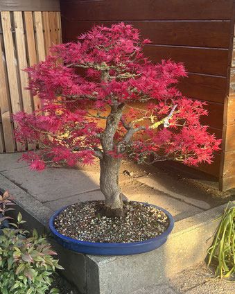 Acer palmatum deshojo / Austrieb kräftiges rot, danach hellgrün, Herbstfärbung rot-orange