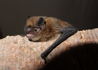 Zwergfledermaus (Foto: Dr. Andreas Zahn, LBV-Archiv)