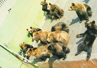 八幡平クマ牧場で飼われていたヒグマ(20××年閉園)