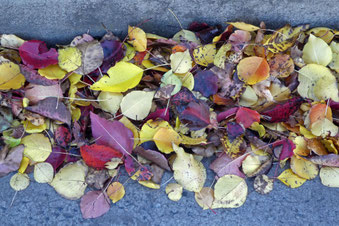 autumn leaves blown into the gutter