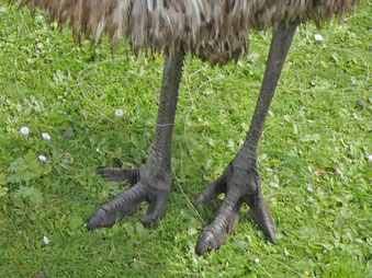 Emu feet