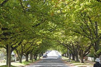 English oaks in Autumn Street, Orange