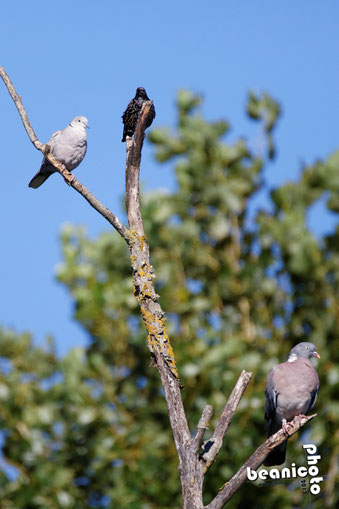 Oiseaux dans un arbre - Port de la Cotinière - Ile d'Oléron - Béanico-Photo