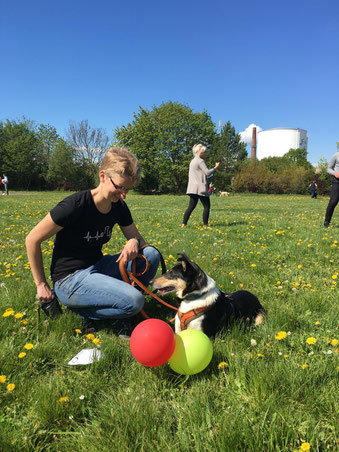 Hier seht ihr Frauchen und mit beim Training mit Luftballons. Ich liege auf einer Wiese, vor mir sind Luftballons, Frauchen hockt neben mir und greift gerade in ihre Leckerlitasche. 