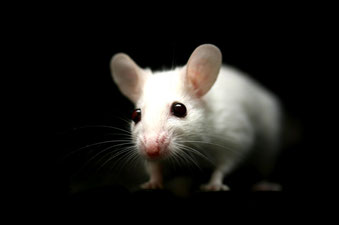 Vielzitzenmaus High White