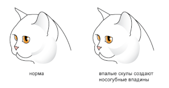 Что такое подусники у кошек. Смотреть фото Что такое подусники у кошек. Смотреть картинку Что такое подусники у кошек. Картинка про Что такое подусники у кошек. Фото Что такое подусники у кошек