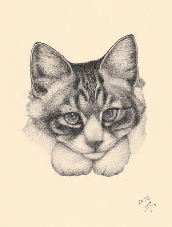 「猫の肖像14」 細密ペン画 220×180㎜