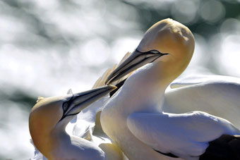 Helgoland, Basstölpel