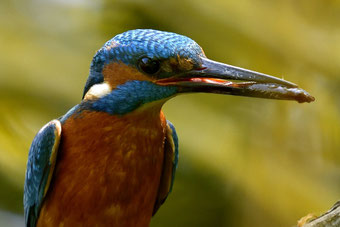 NABU, Naturschutzgebiet Ritterhude, Eisvogel, Naturfotografie; Eisvogel Paarung; 