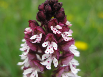 Brandknabenkraut, Leutratal