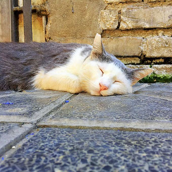 torre argentina cat sanctuary