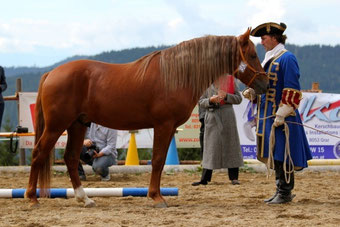 Best of Show 2013 (AT) Hengste Zultan al Ayur