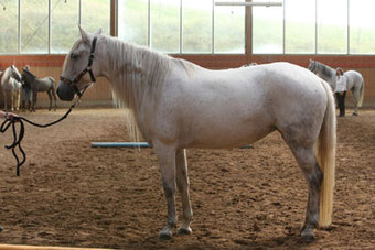 Best of Show 2012 Berber Zalou el Hadi