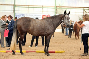 Alicante du Céor Berber Eintragung 2014