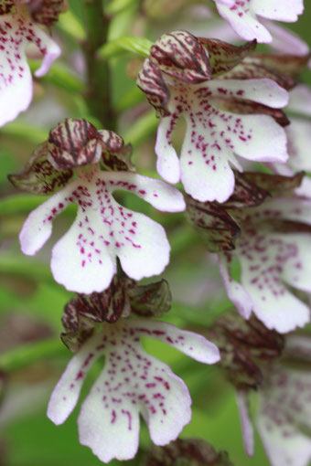 Purpur-Knabenkraut (Orchis purpurea) (Foto: G. Franke)