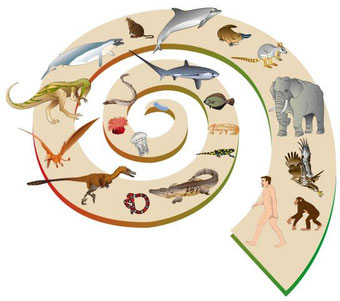 L'Evoluzione - BioForFun