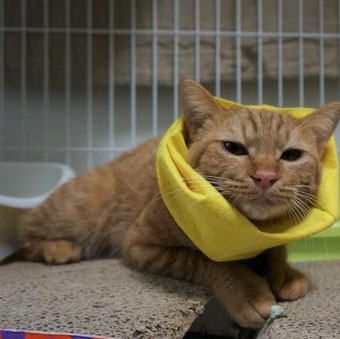 保護猫りう