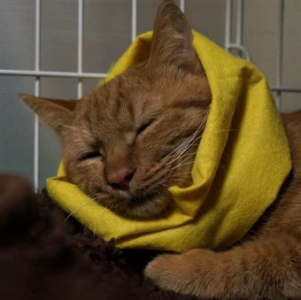 保護猫りう