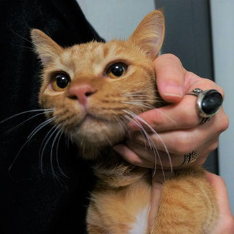保護猫りう
